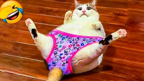 Funniest animals 2025 🐱In tiktok 😂 Funny and Fails Pets Video #34