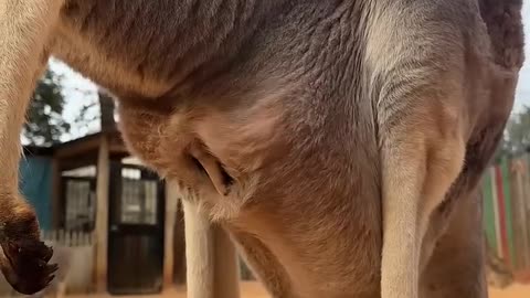 Baby kangaroo is peeking out of the pouch 🥰🦘 #animals #cuteanimals #shorts