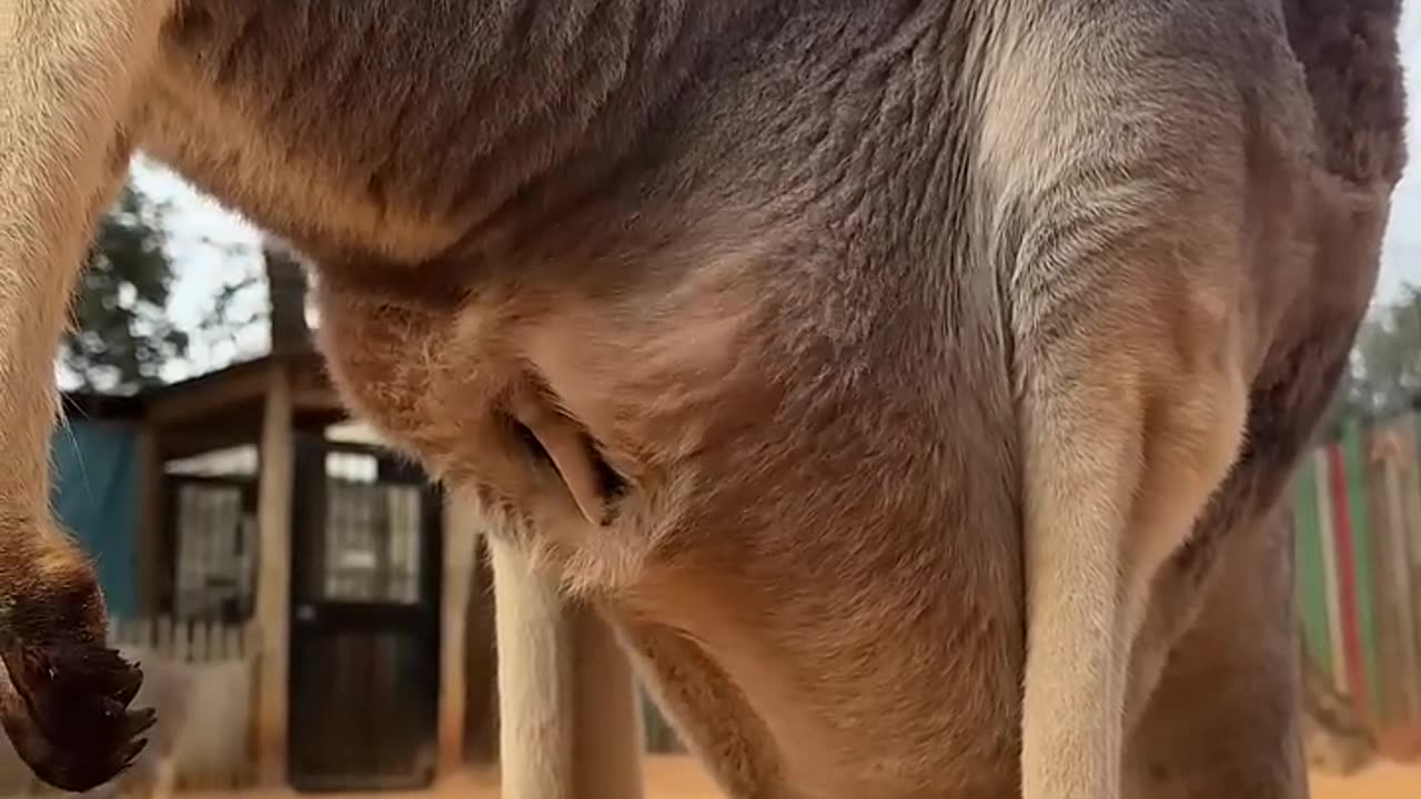 Baby kangaroo is peeking out of the pouch 🥰🦘 #animals #cuteanimals #shorts