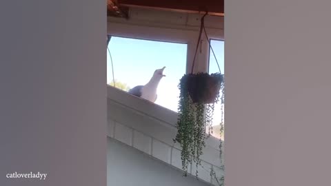 Funniest ANIMALS Videos 2025 That Will Make You Burst Into Laughter🤣
