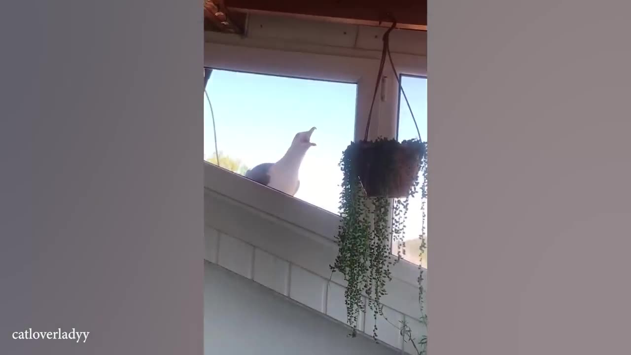 Funniest ANIMALS Videos 2025 That Will Make You Burst Into Laughterš¤£