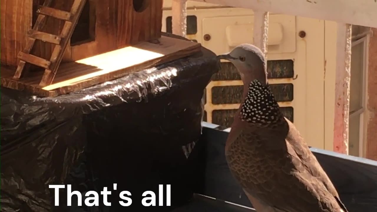 The three birds Musketeers