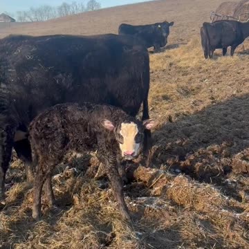 Short calve shot