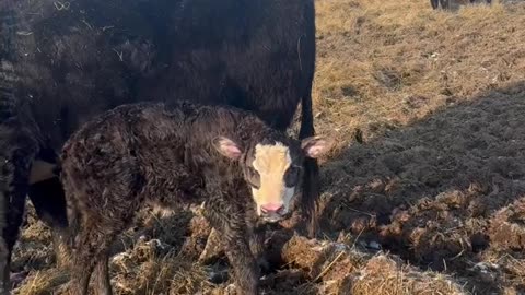 Short calve shot