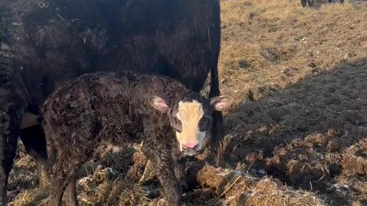 Short calve shot