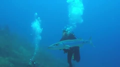 BARRACUDA — the sea butcher that can kill a human! Barracuda vs human, pelican and lionfish!