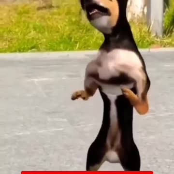 Dance animal