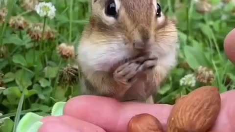 Funny Squirrel 🐿️