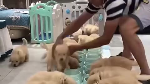 Time to feed puppies part 1