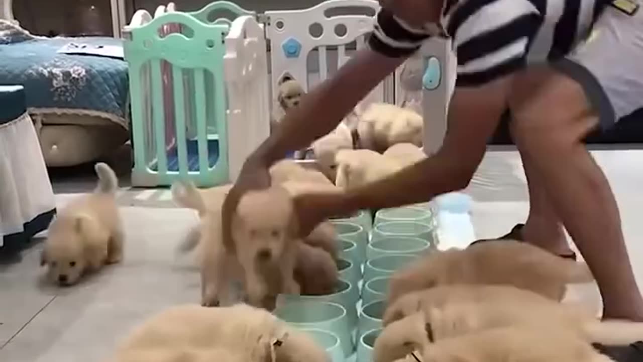 Time to feed puppies part 1