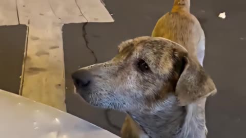 This Stray Dog Is Crying Because Someone Was Feeding Him ❤️🐕🙏❤️