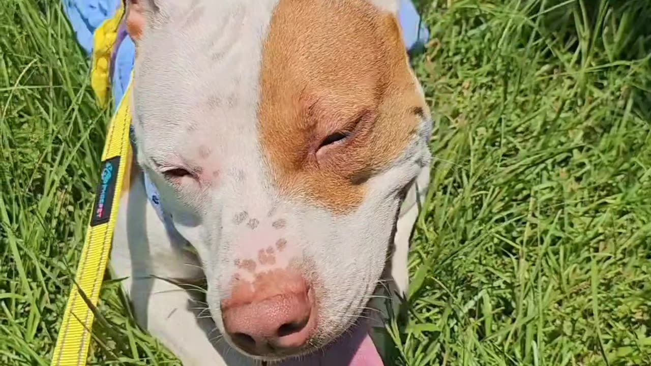 Dog tiktok compilation