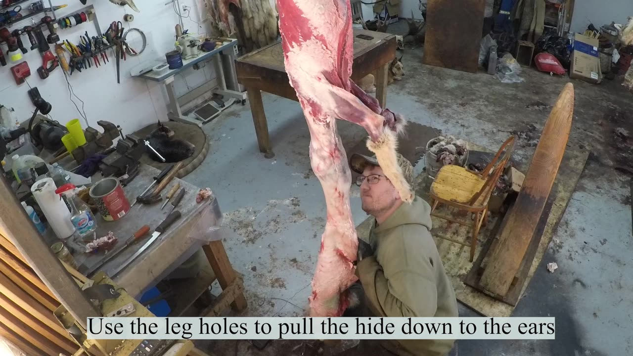 HOW TO - Coyote Skinning