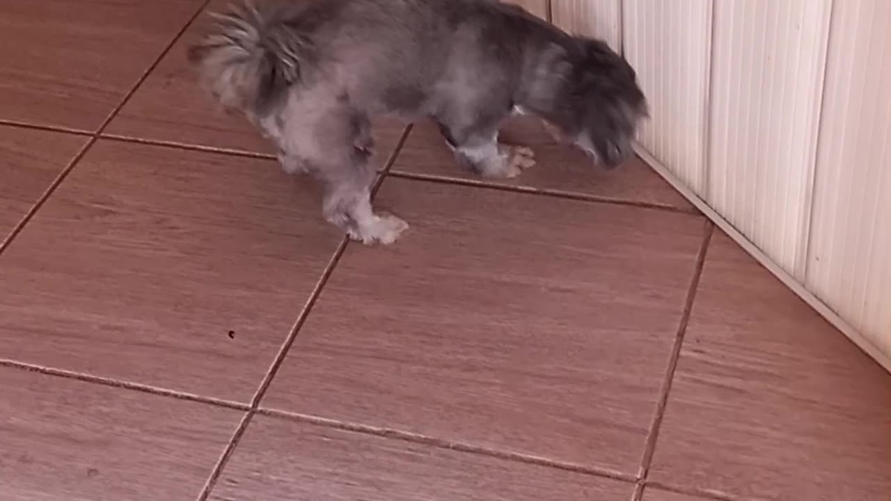 Bela