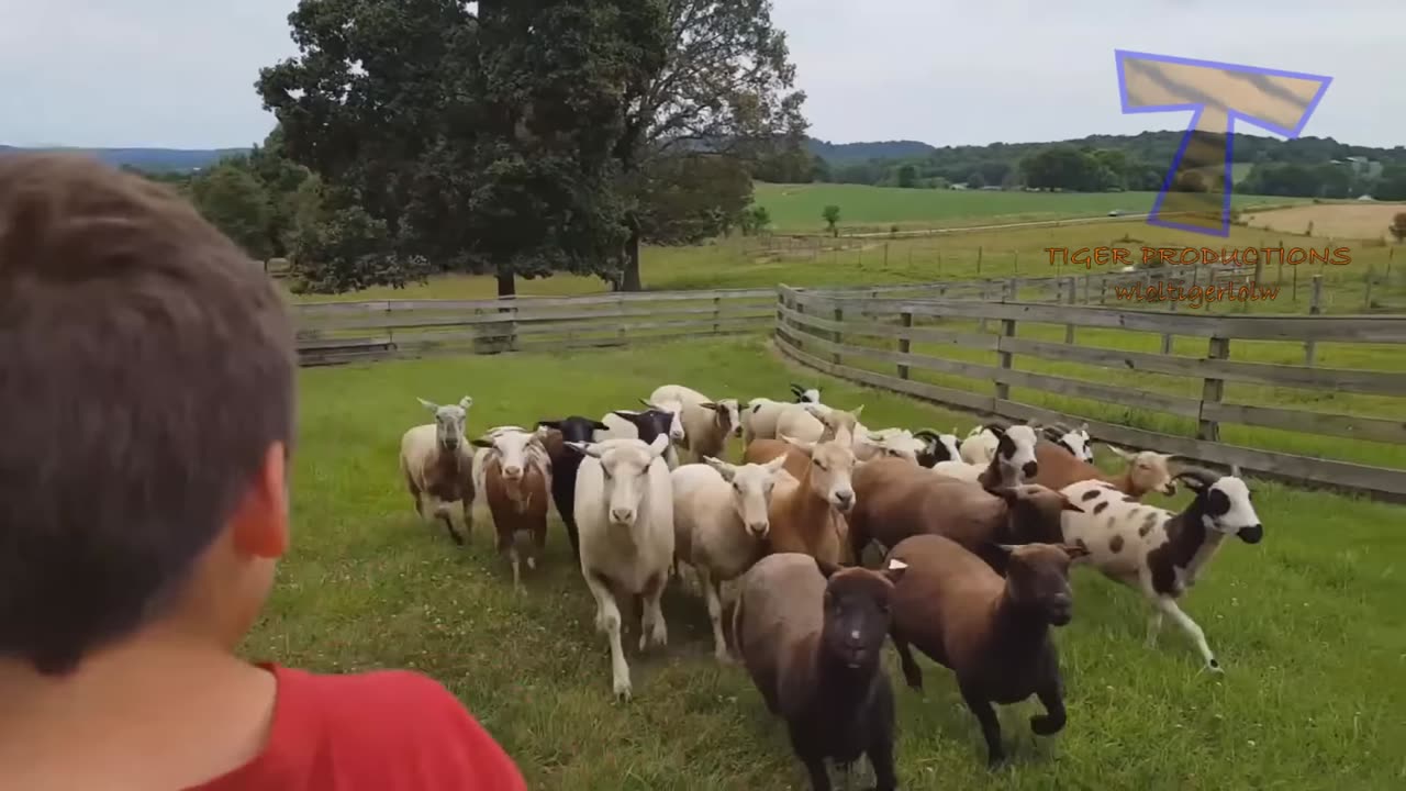 Must watch Goats and Sheeps Action fun!