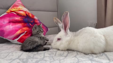 Baby Kitten is confused by meeting with Giant Rabbit