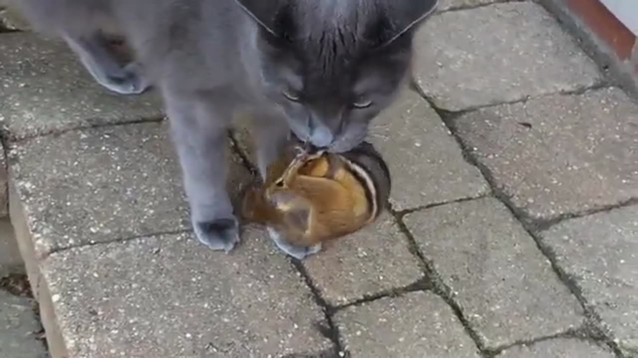 Cat Eats Chipmunk