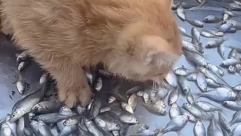 Cat eating fish 🐠