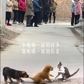 Cat and dog fighting, another dog biting the dog's tail and pulling it, funny video 2025 skc.com 104