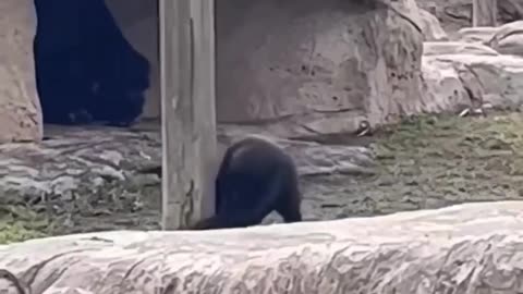 Title: Hilarious Animal Fails & Funny Moments Compilation!