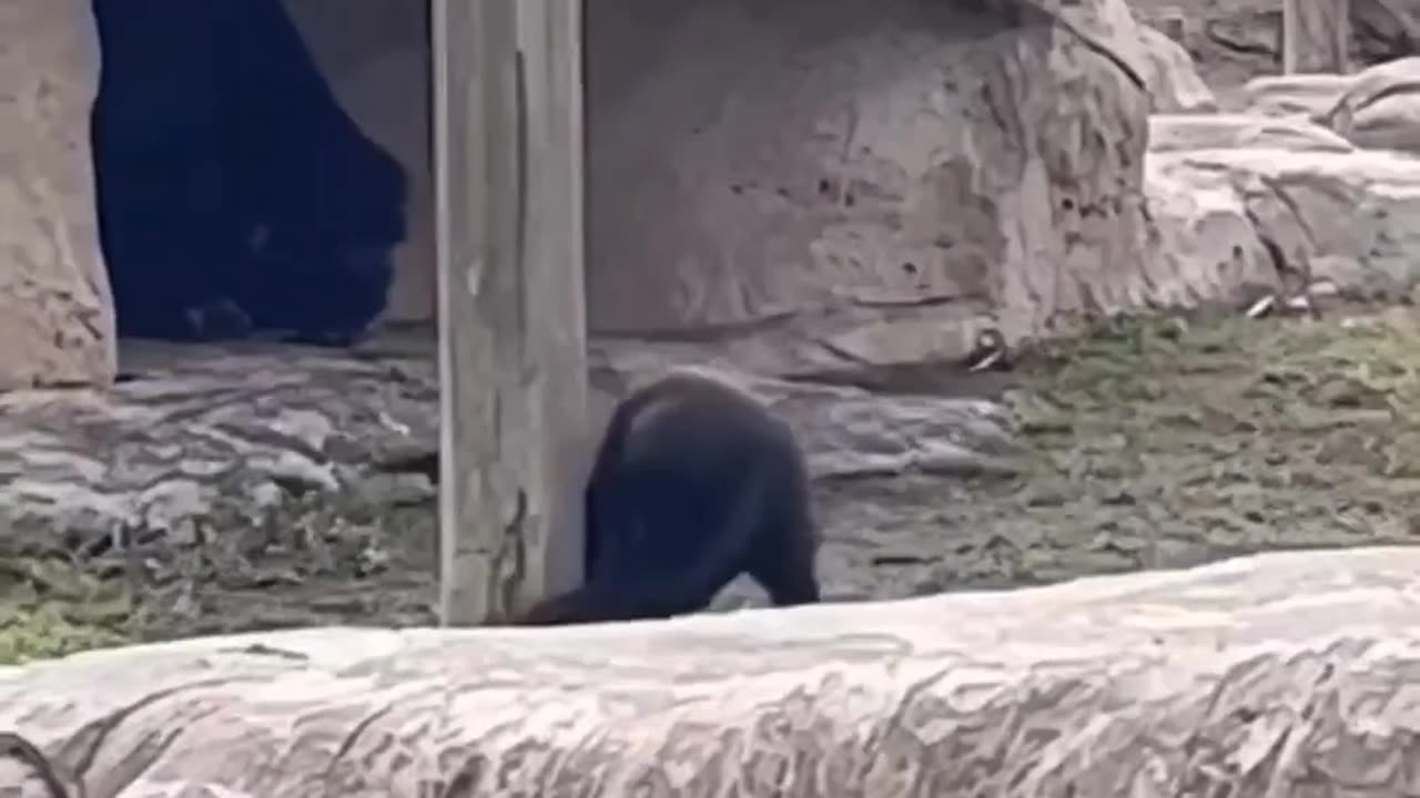 Title: Hilarious Animal Fails & Funny Moments Compilation!