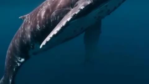 Whale