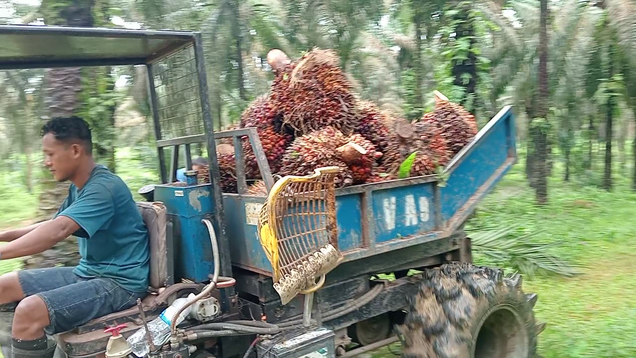 Proses Tolak buah Sawit