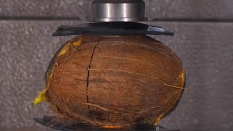 How Much Weight Can a Coconut Hold