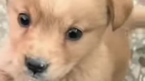 Baby dog#cute puppy barking#4kviral#shorts
