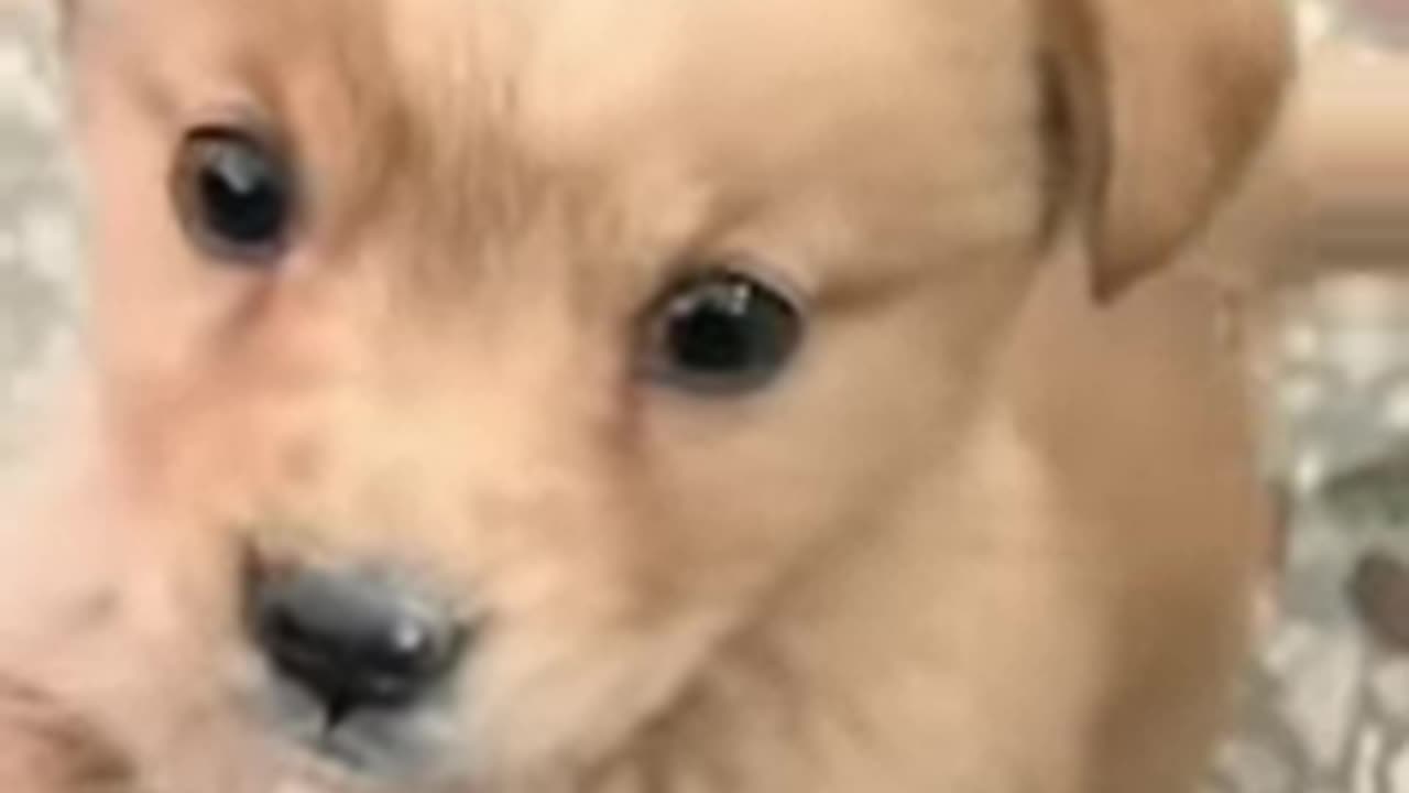 Baby dog#cute puppy barking#4kviral#shorts
