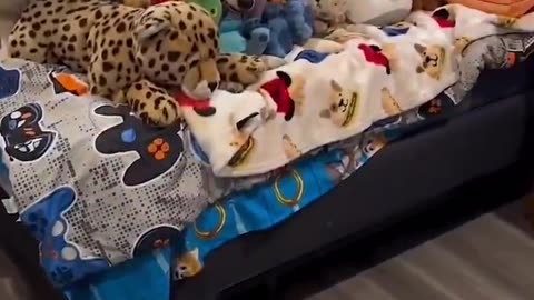 视频中有几只真狗？