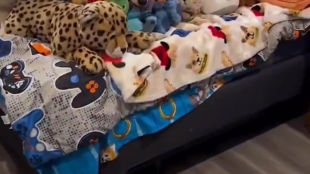 视频中有几只真狗？
