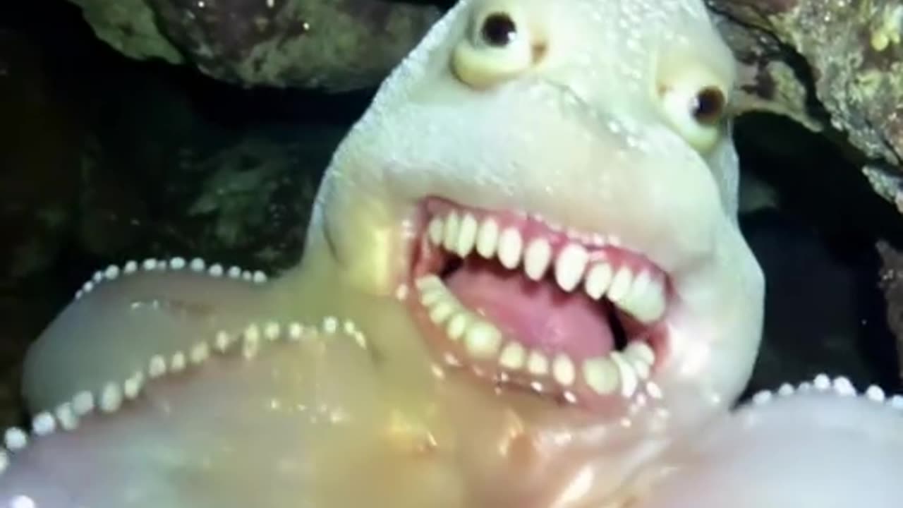 Octopus?
