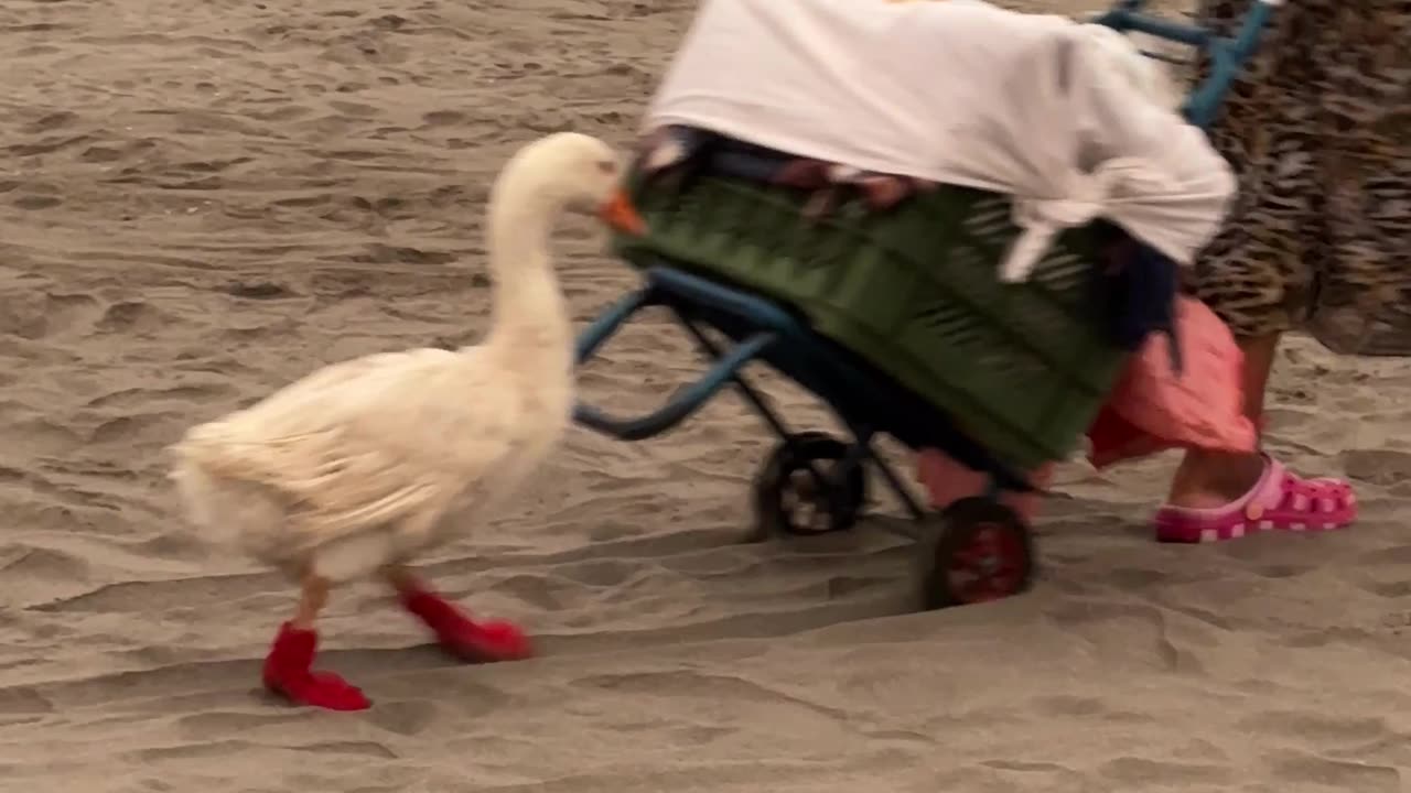 Duck In Boots Follows Owner On Beach