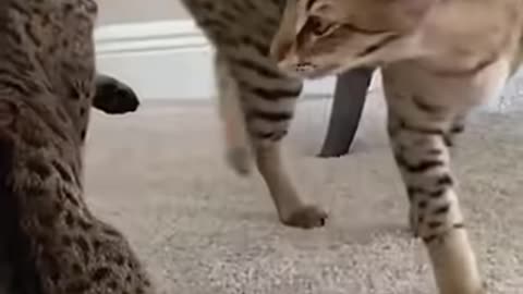 Funny cats 🥳😄