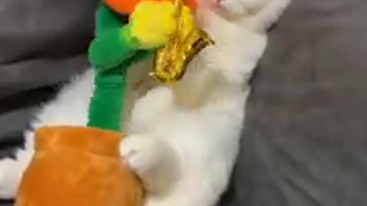 "Tiny Paws, Big Laughs! πΉπΎ"