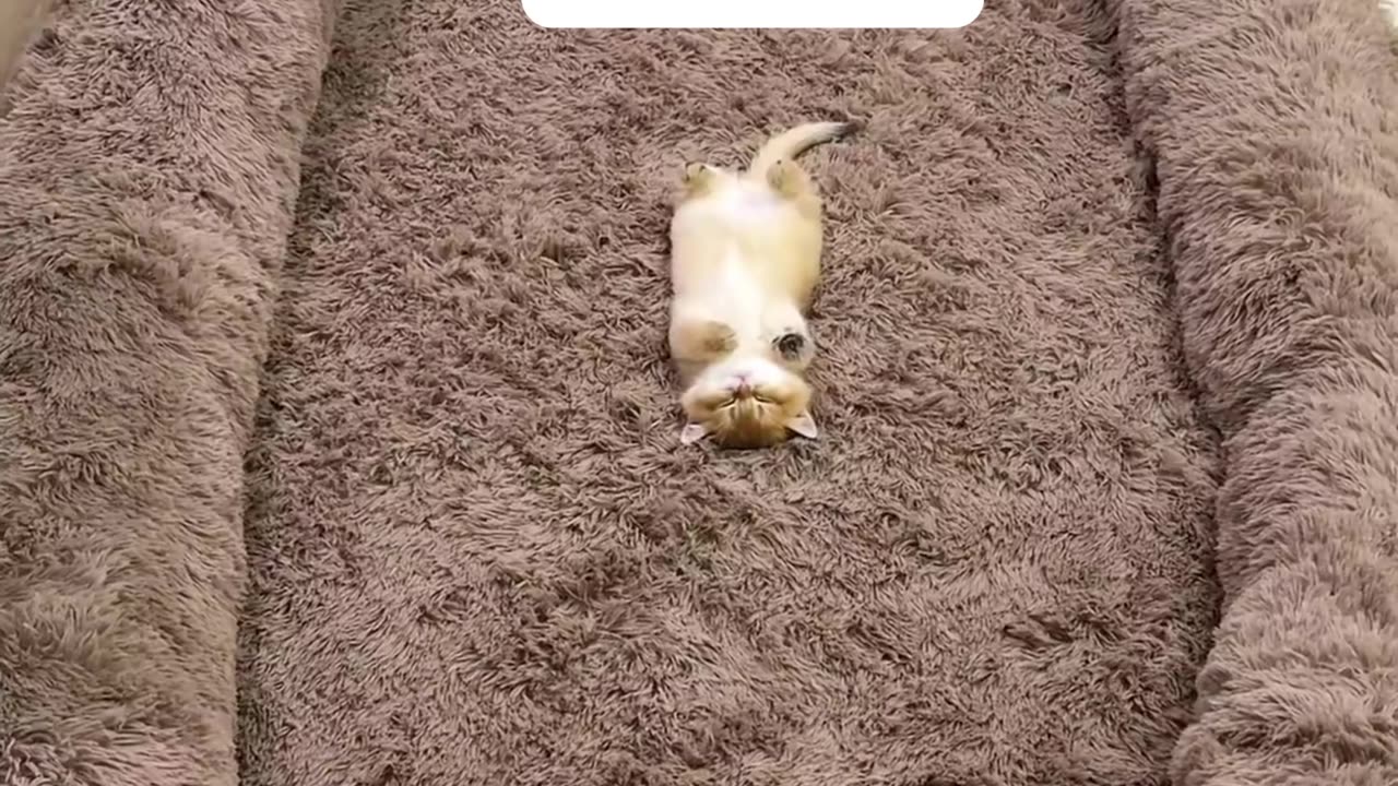 The happy cat is here on the fluffy pet bed. 😻😻😻