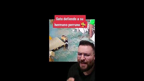 Gatito defendiendo a su hermanito perro 🥰