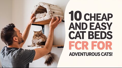 10 Cheap and Easy Cat Beds for Adventurous Cats 🐾 Pets Guidelines