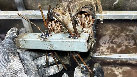 Cut,Trim and Cleaning - Rescued cow hoof from hunter's screw trap