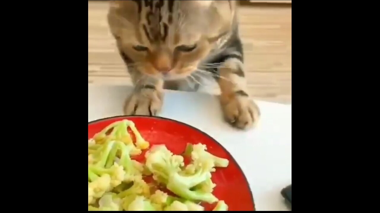 cat#cats#eating#cat#cabbage