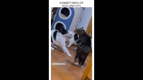 Funny moments