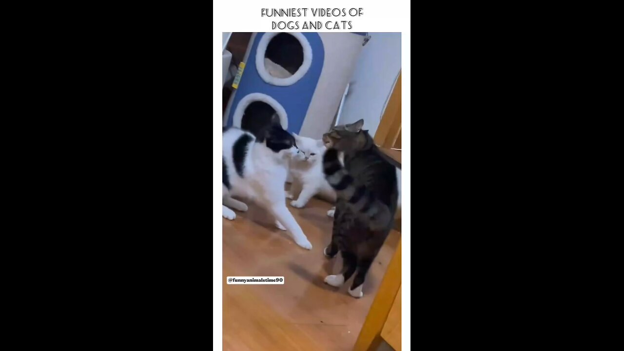 Funny moments