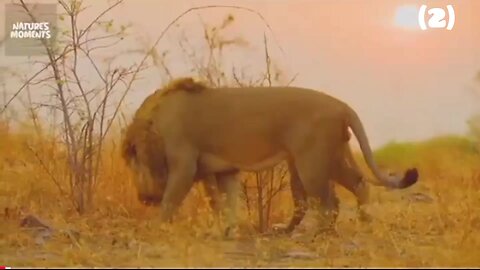 LIFE OF SAVANNAH | Apex Predators Survive in the Heart of Africa | Nature Animal Documentary