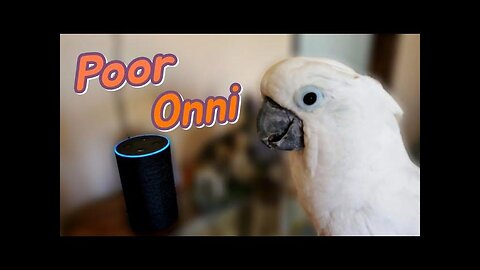 No More Alexa Farts For Onni Cockatoo