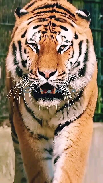 Hey one in a Million love big cat😻💖🐶live wildlife indiana royal Bengals Tiger