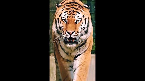 wildlife Tiger