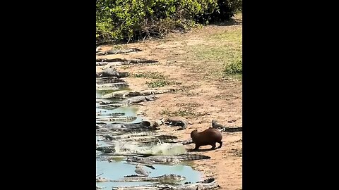 Funny Animal - Dangerous Act of Crossing River #funnyanimal #funnyshorts #facts #animalhumor