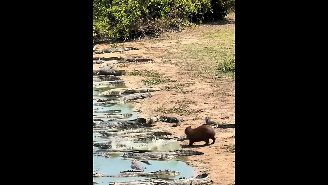 Funny Animal - Dangerous Act of Crossing River #funnyanimal #funnyshorts #facts #animalhumor