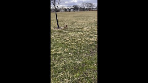 Rock getting a little alone time at the park